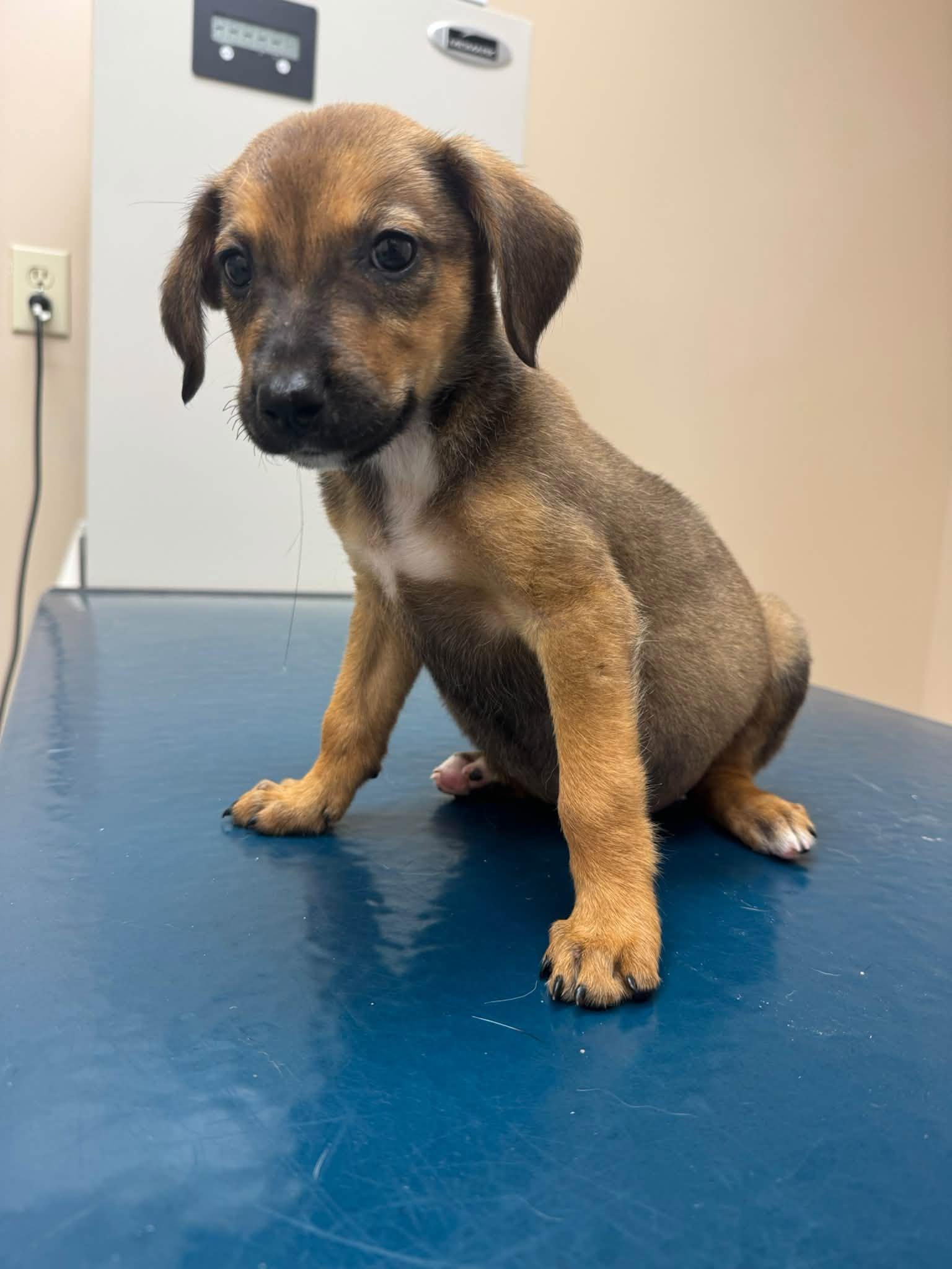 Enlarge Vandy, a Adopted mixed breed in Huntsville, AL image 4/4