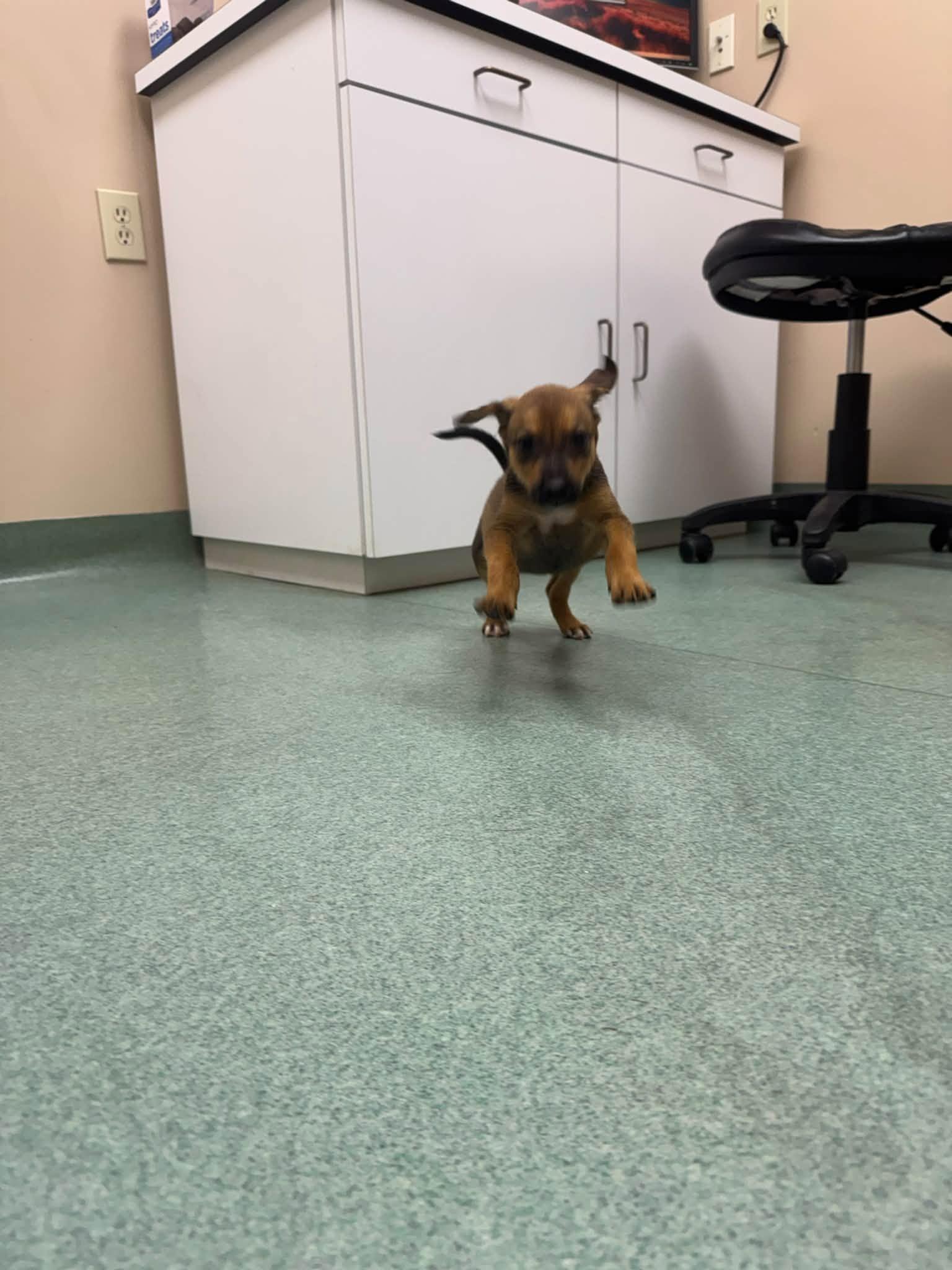 Enlarge Vandy, a Adopted mixed breed in Huntsville, AL image 3/4