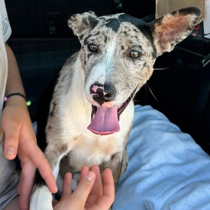 Enlarge Paisley 22829 Vacation Foster Needed 10/2 - 10/4, a Adoptable mixed breed in Minneapolis, MN image 1/6