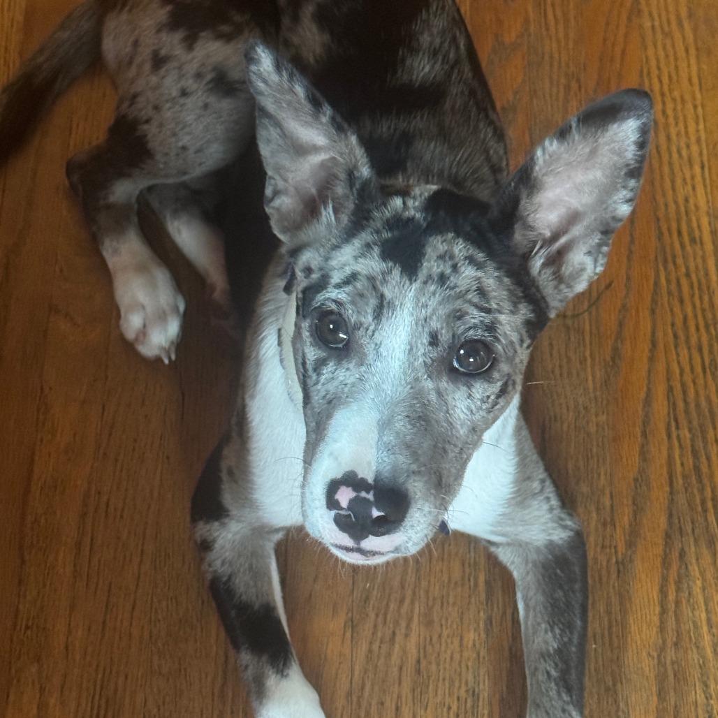 Enlarge Paisley 22829 Vacation Foster Needed 10/2 - 10/4, a Adoptable mixed breed in Minneapolis, MN image 2/6