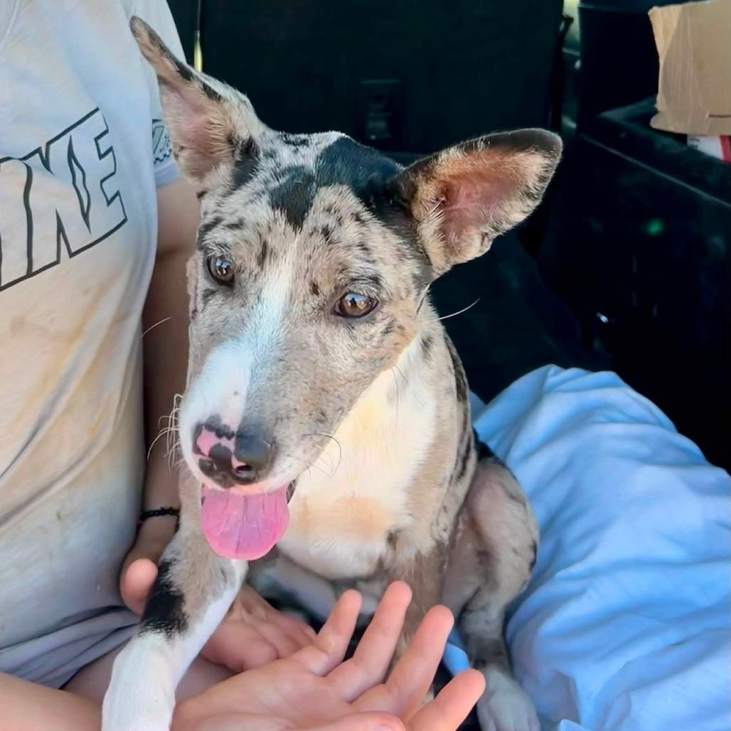 Enlarge Paisley 22829 Vacation Foster Needed 10/2 - 10/4, a Adoptable mixed breed in Minneapolis, MN image 3/6