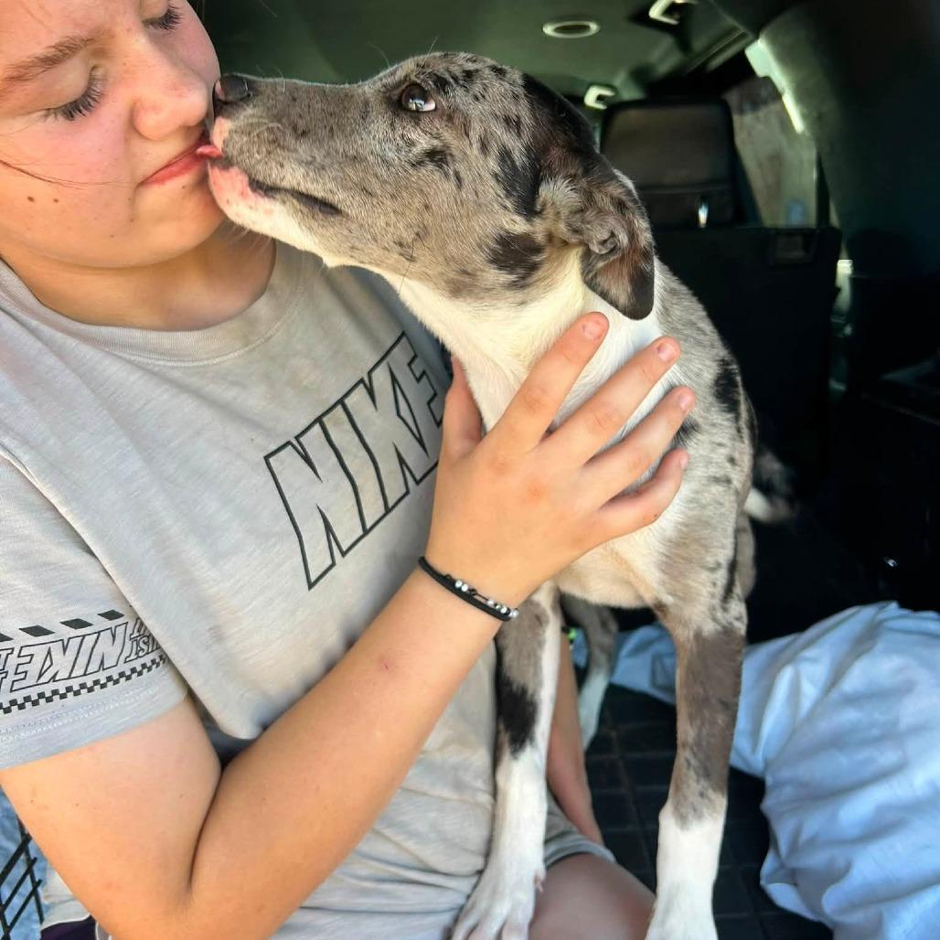 Enlarge Paisley 22829 Vacation Foster Needed 10/2 - 10/4, a Adoptable mixed breed in Minneapolis, MN image 4/6