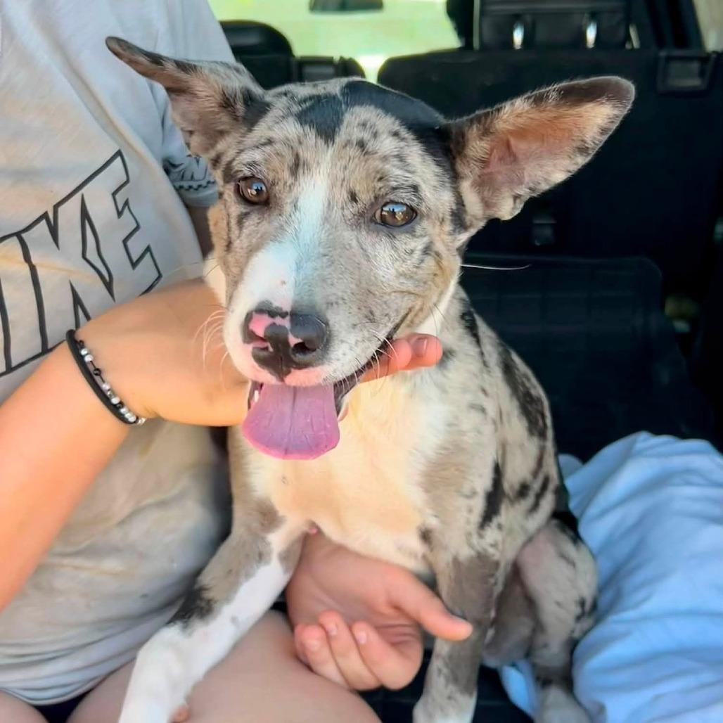 Enlarge Paisley 22829 Vacation Foster Needed 10/2 - 10/4, a Adoptable mixed breed in Minneapolis, MN image 5/6