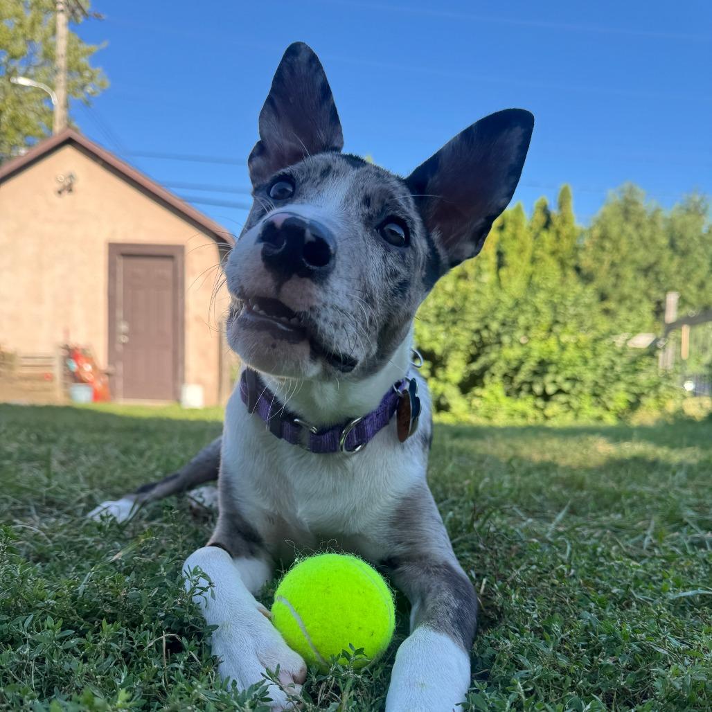 Enlarge Paisley 22829 Vacation Foster Needed 10/2 - 10/4, a Adoptable mixed breed in Minneapolis, MN image 6/6