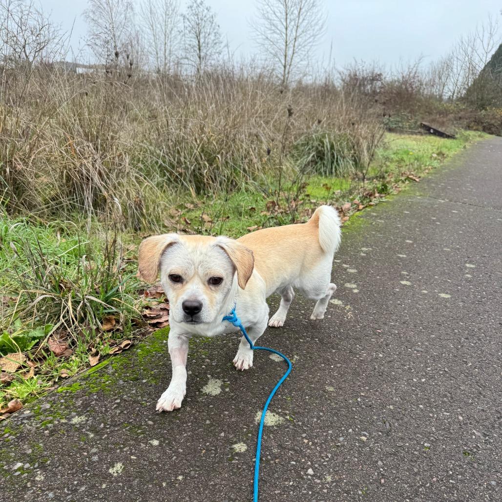 Donnie-Barko, Adoptable, Adult Male Chihuahua.