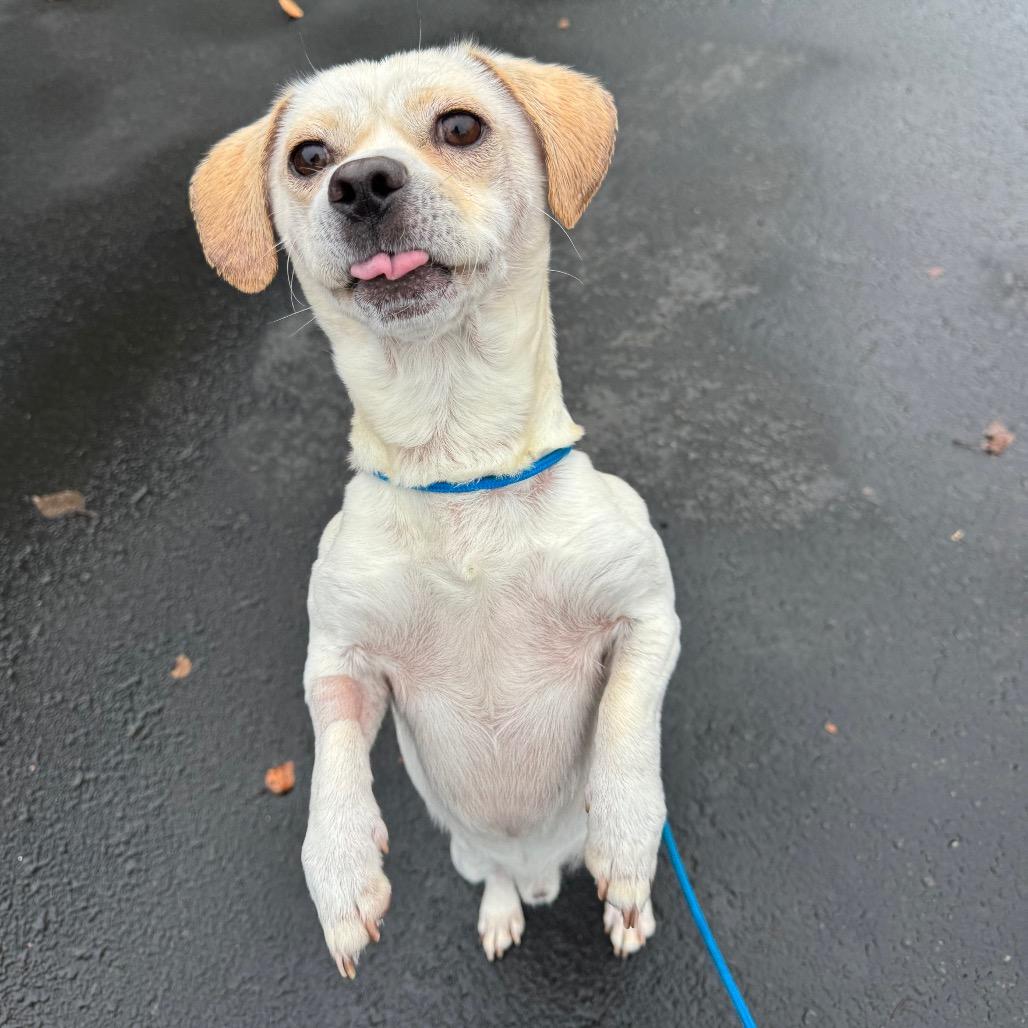 Enlarge Donnie-Barko, a Adoptable Chihuahua in Newberg, OR image 2/6