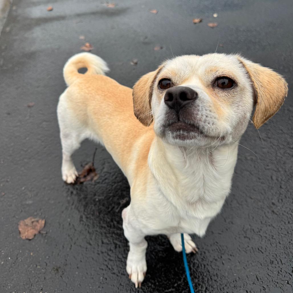 Enlarge Donnie-Barko, a Adoptable Chihuahua in Newberg, OR image 3/6