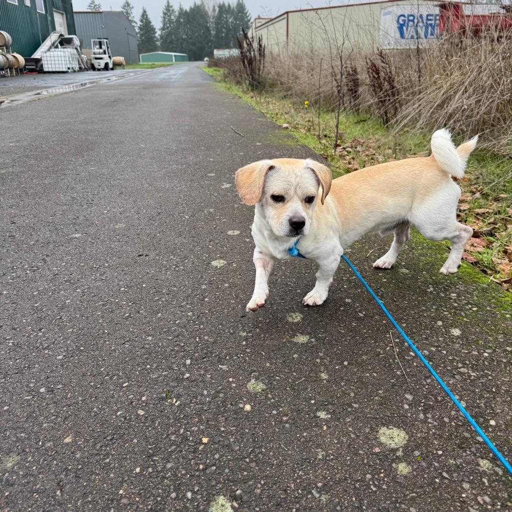 Enlarge Donnie-Barko, a Adoptable Chihuahua in Newberg, OR image 4/6