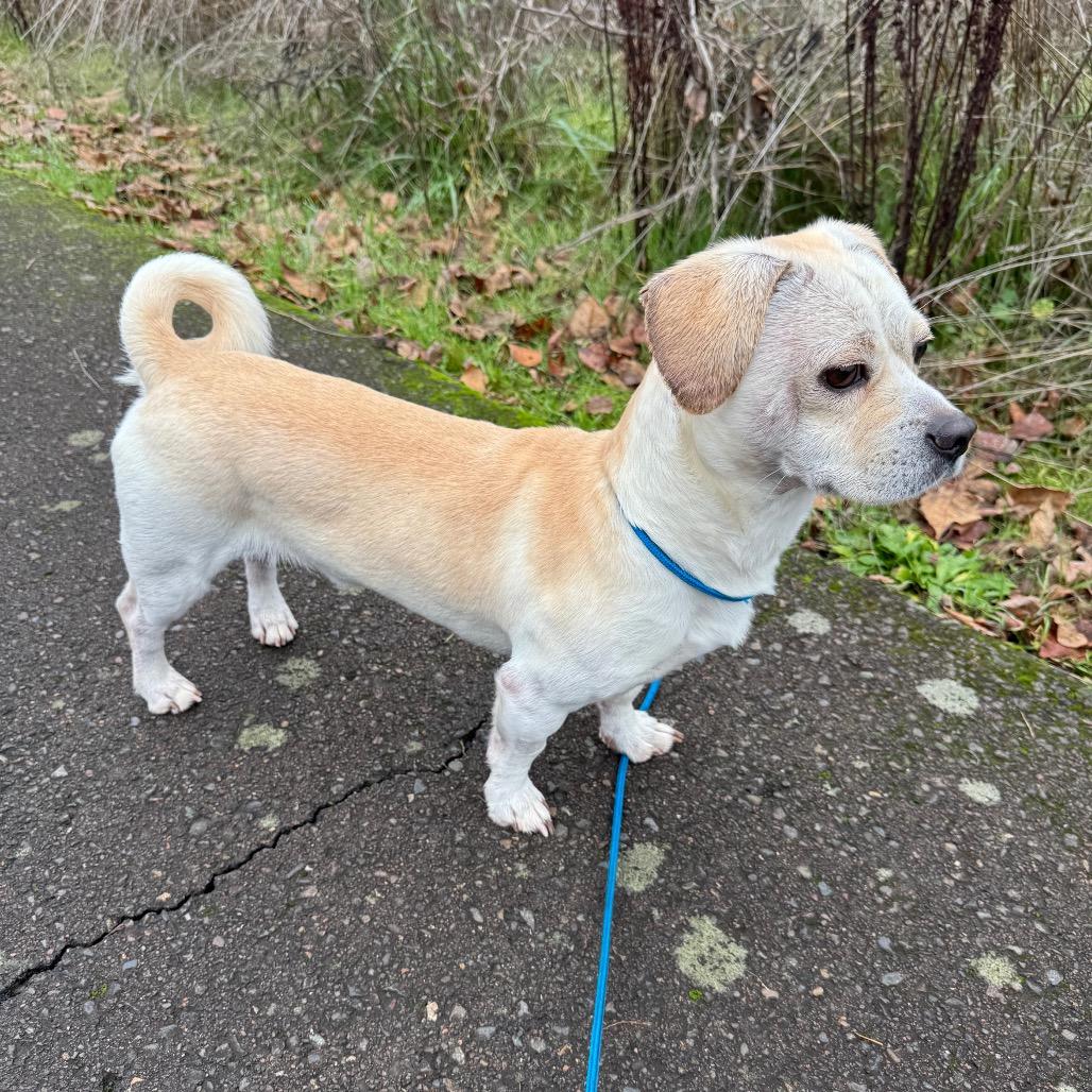 Enlarge Donnie-Barko, a Adoptable Chihuahua in Newberg, OR image 5/6