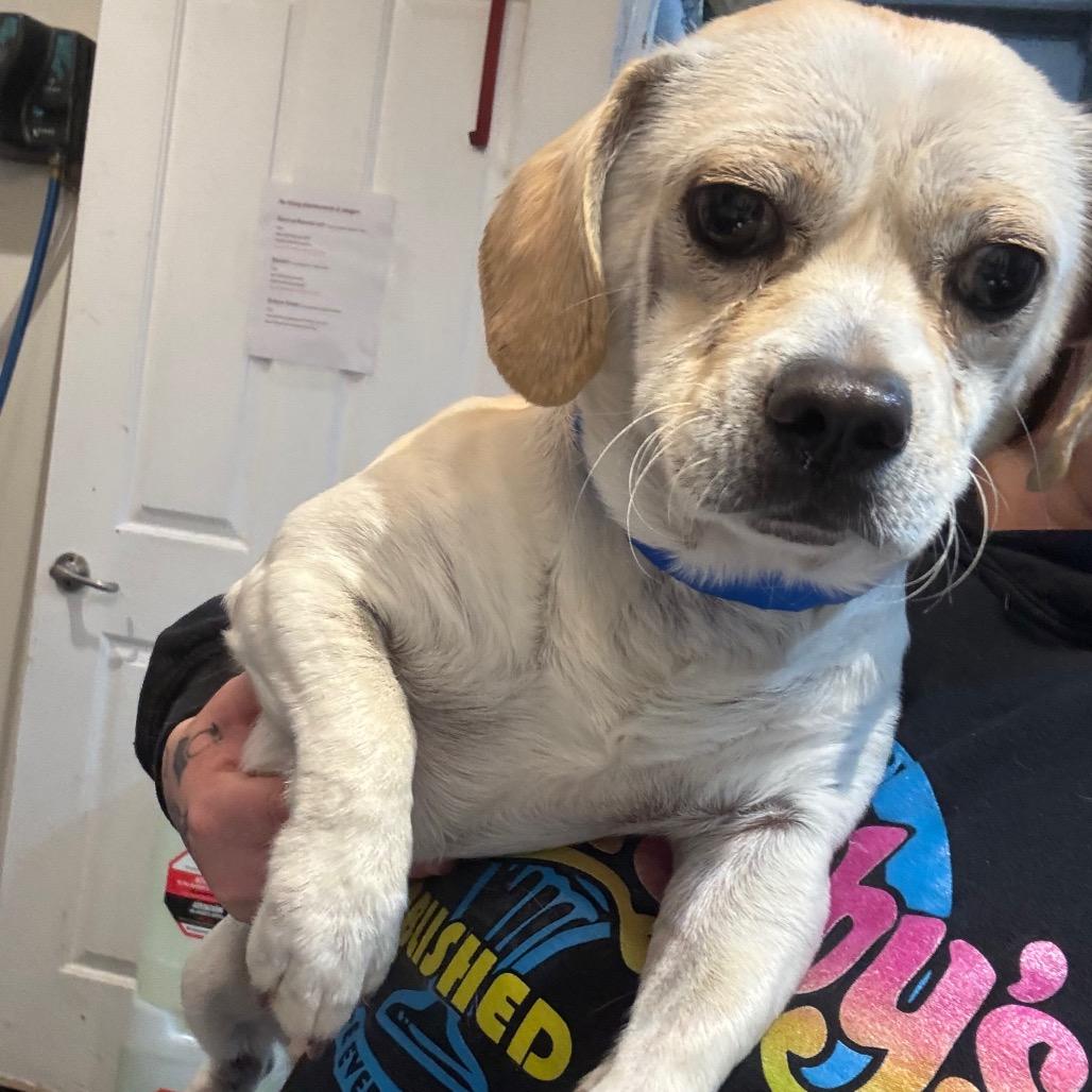 Enlarge Donnie-Barko, a Adoptable Chihuahua in Newberg, OR image 6/6