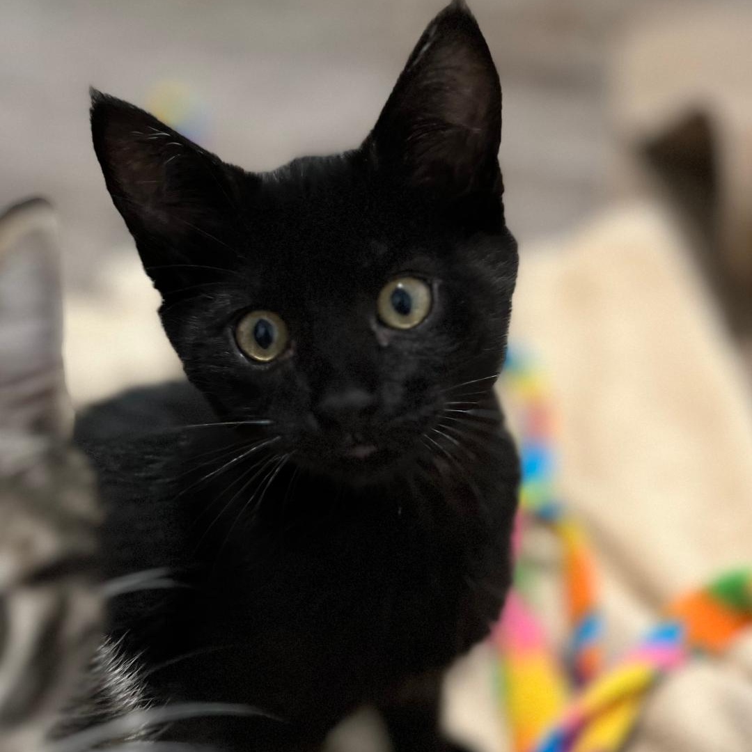 Marie, Young Female Domestic Short Hair