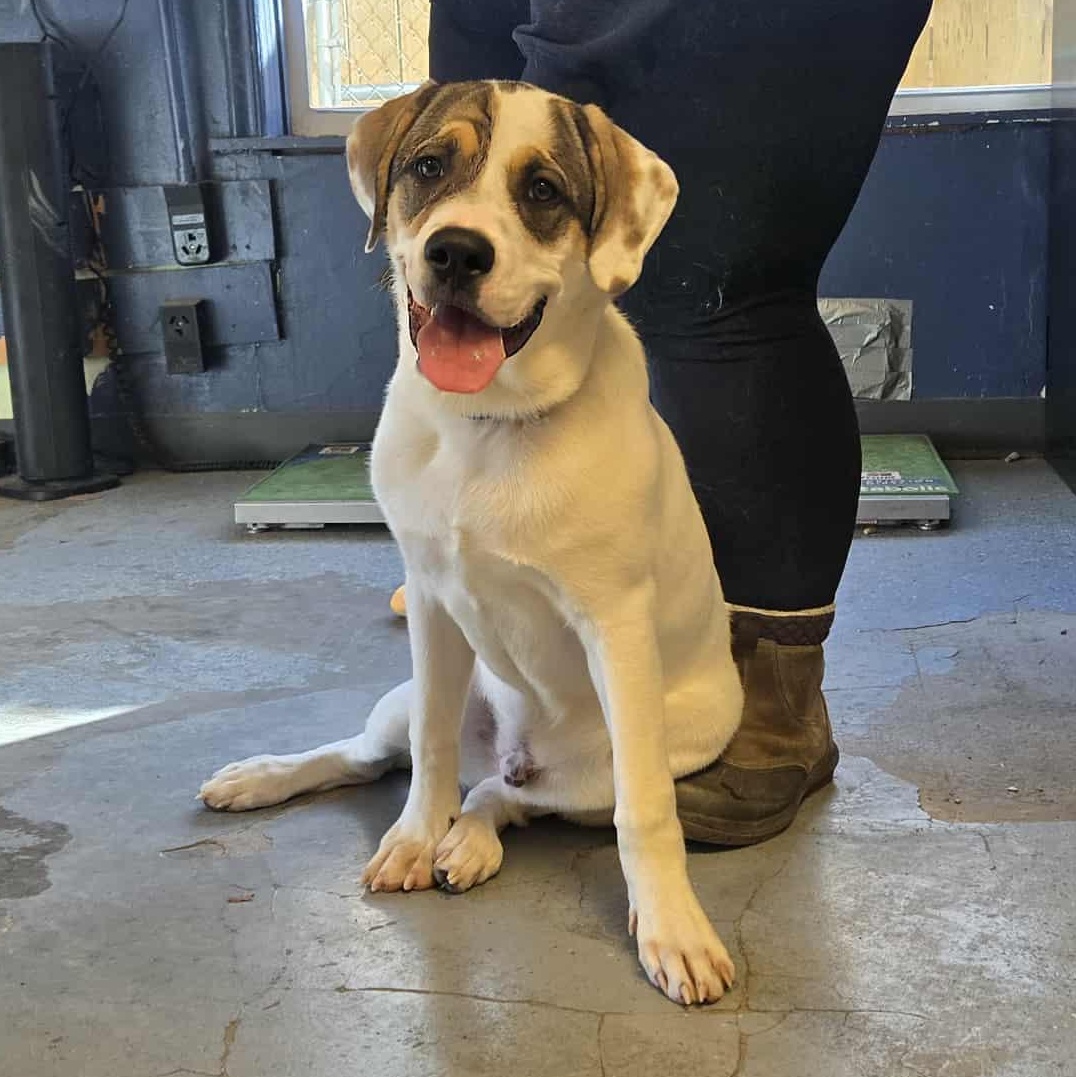 Boone, Adoptable, Puppy Male Saint Bernard.