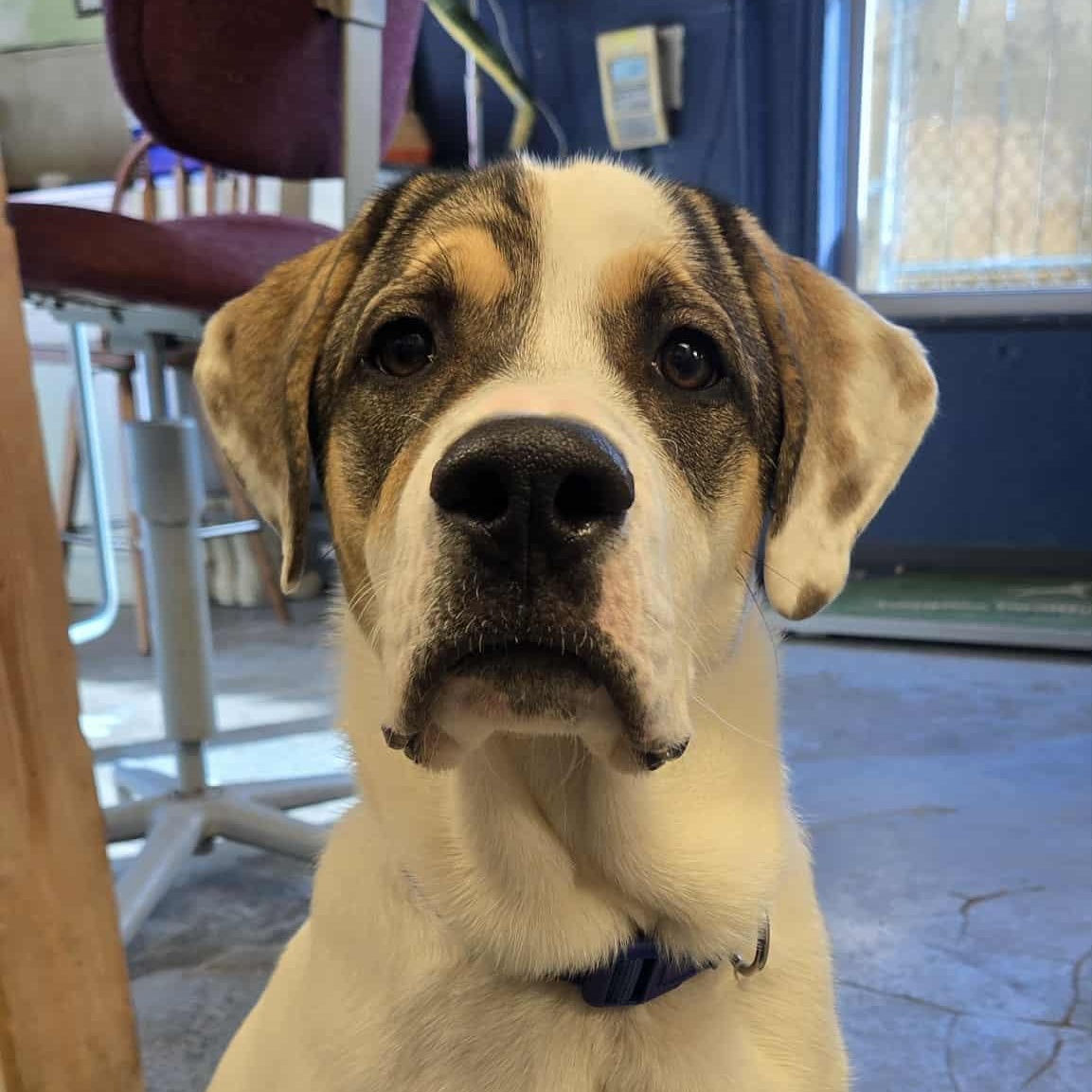 Boone, a Adoptable mixed breed in Martinsville, IN image 2/3