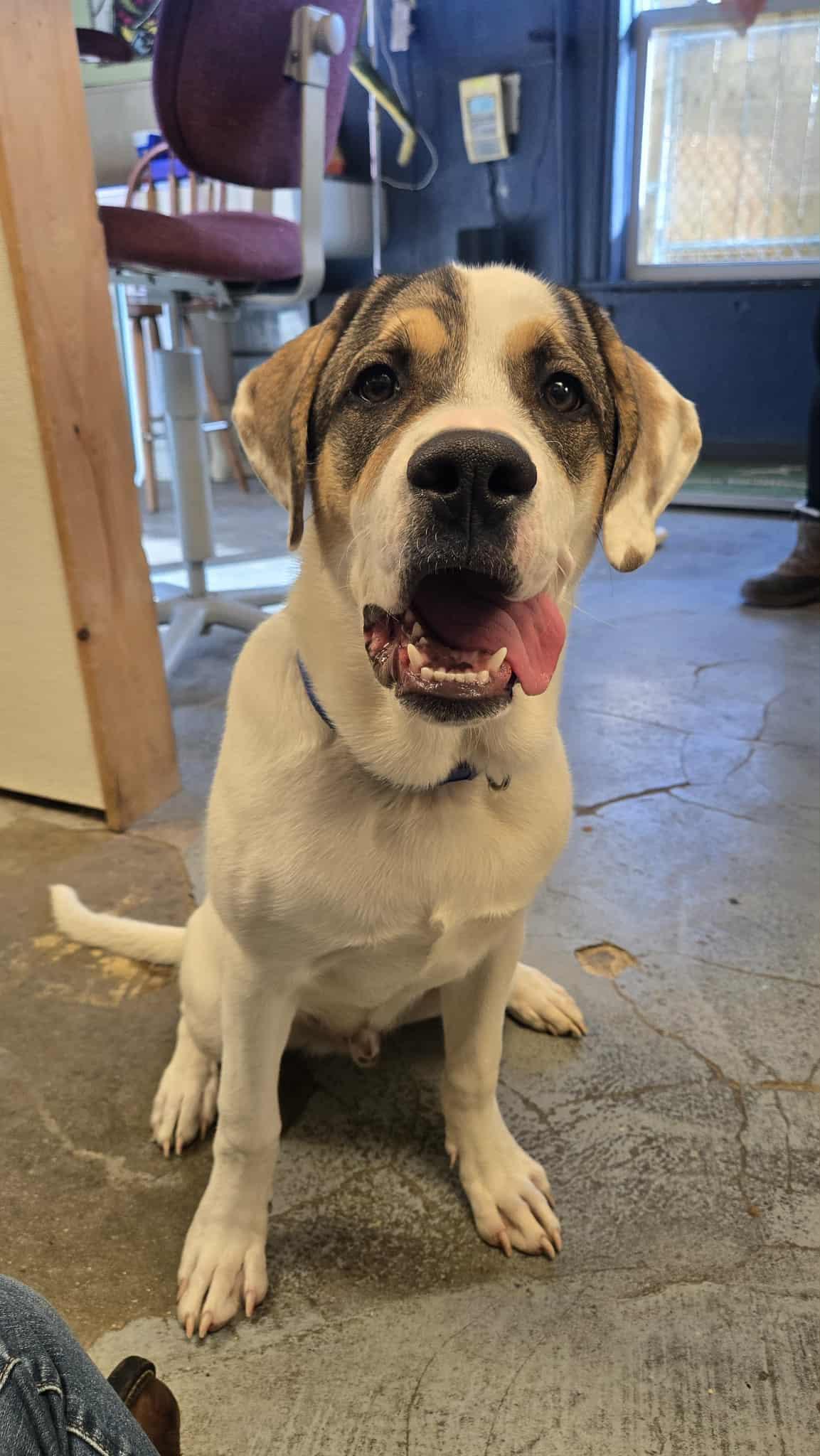 Boone, a Adoptable mixed breed in Martinsville, IN image 3/3