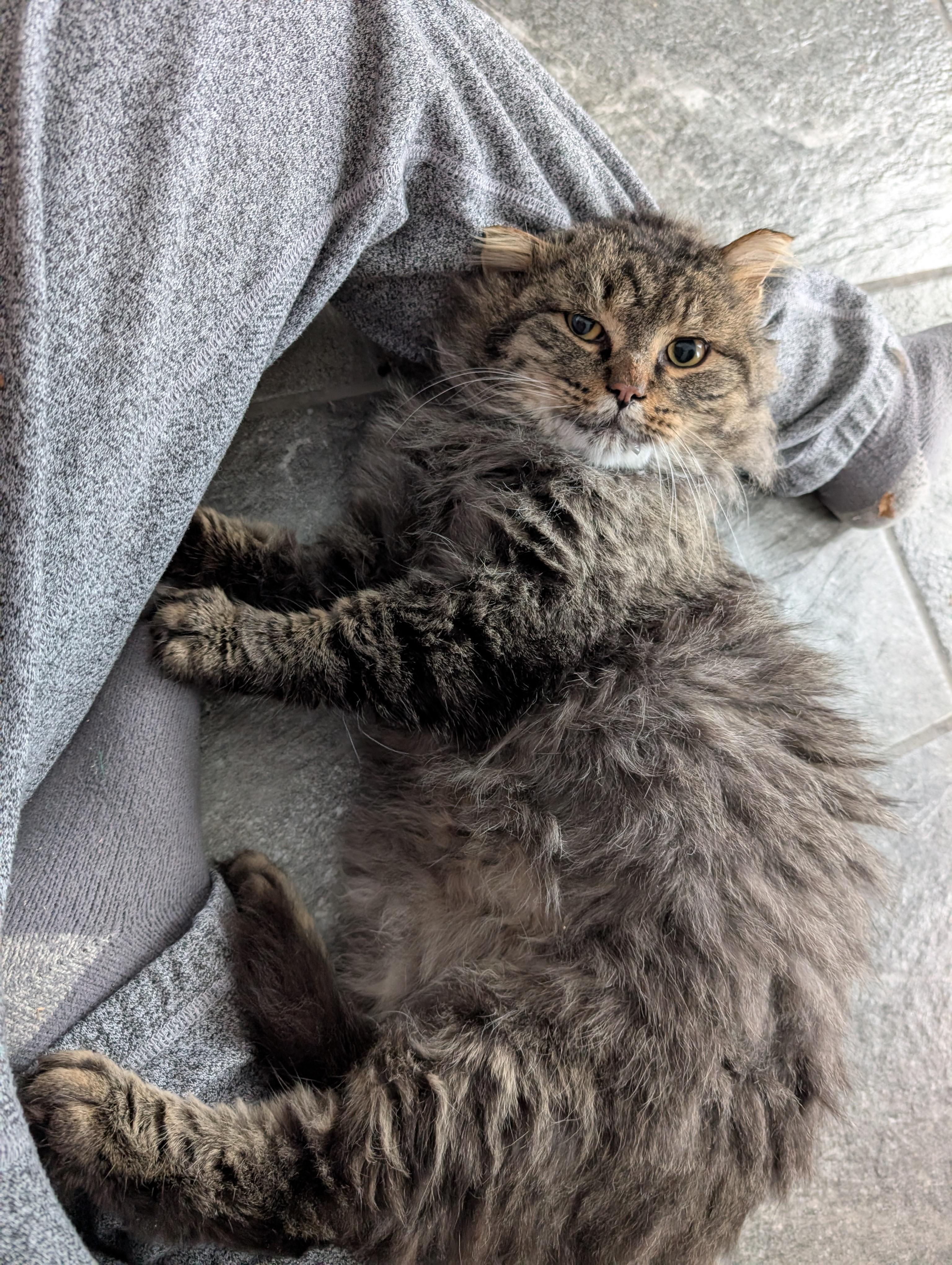 Enlarge Milo, an adopted Domestic Medium Hair in Ottawa, ON image 6/6