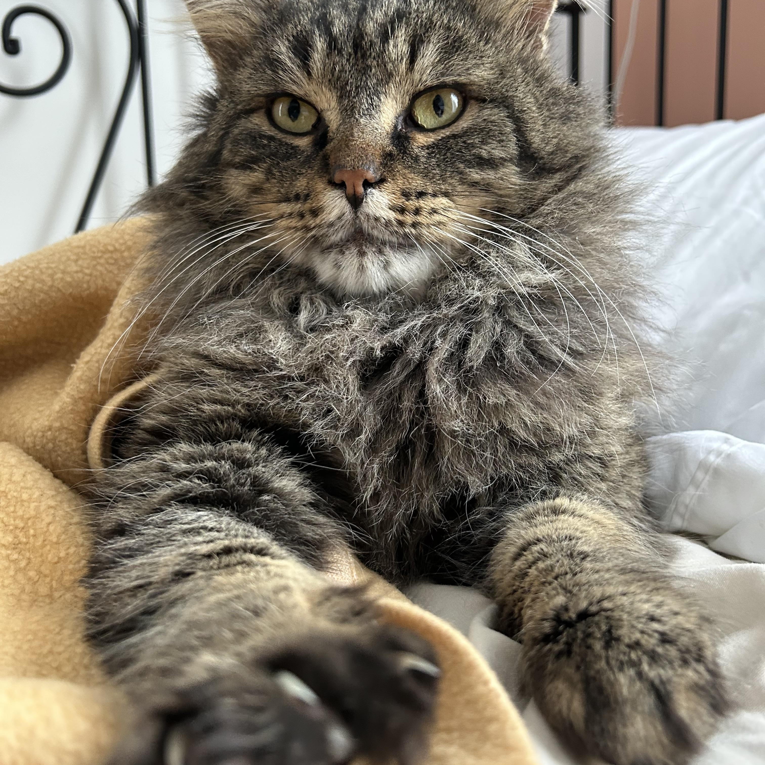 Enlarge Milo, an adopted Domestic Medium Hair in Ottawa, ON image 1/6