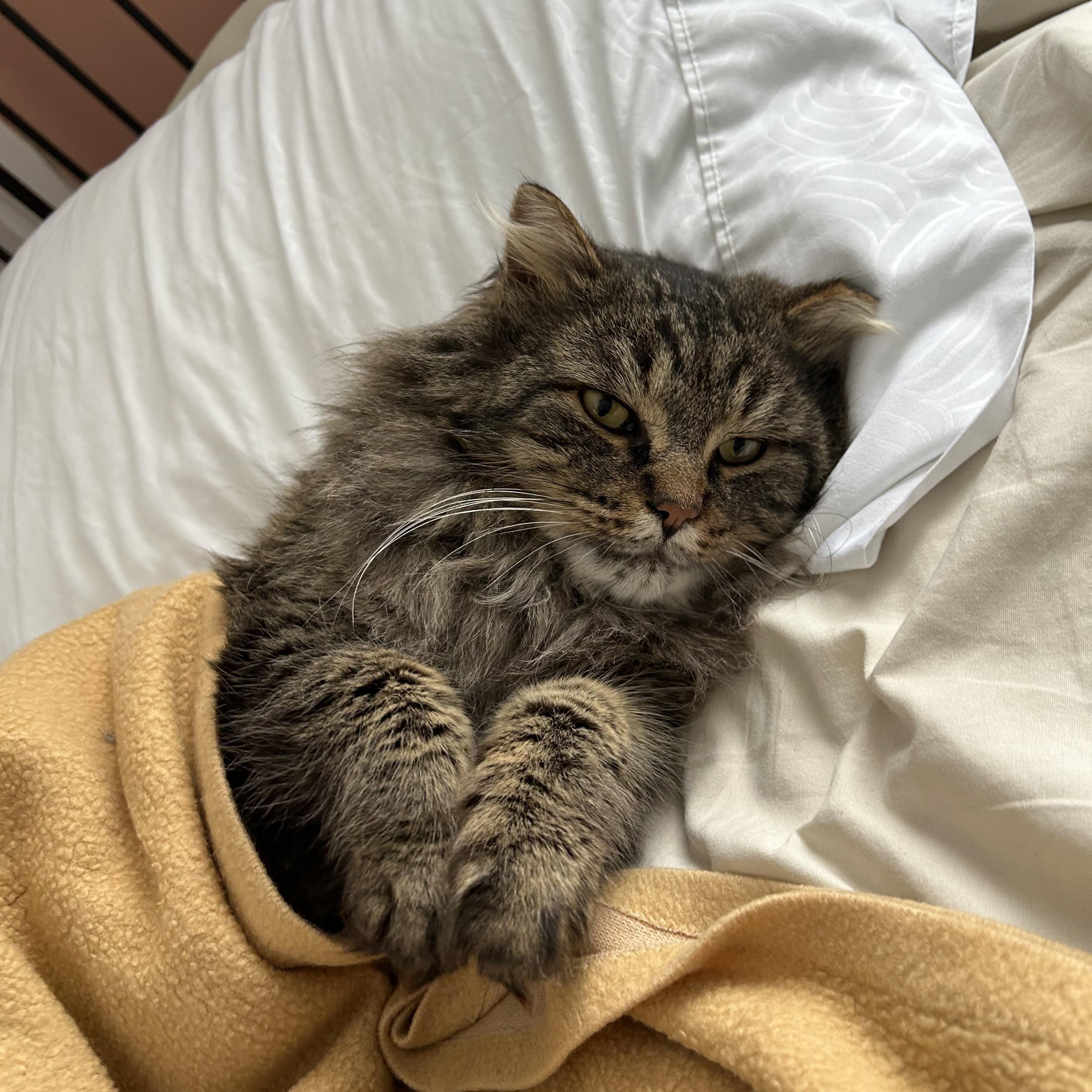 Enlarge Milo, an adopted Domestic Medium Hair in Ottawa, ON image 2/6