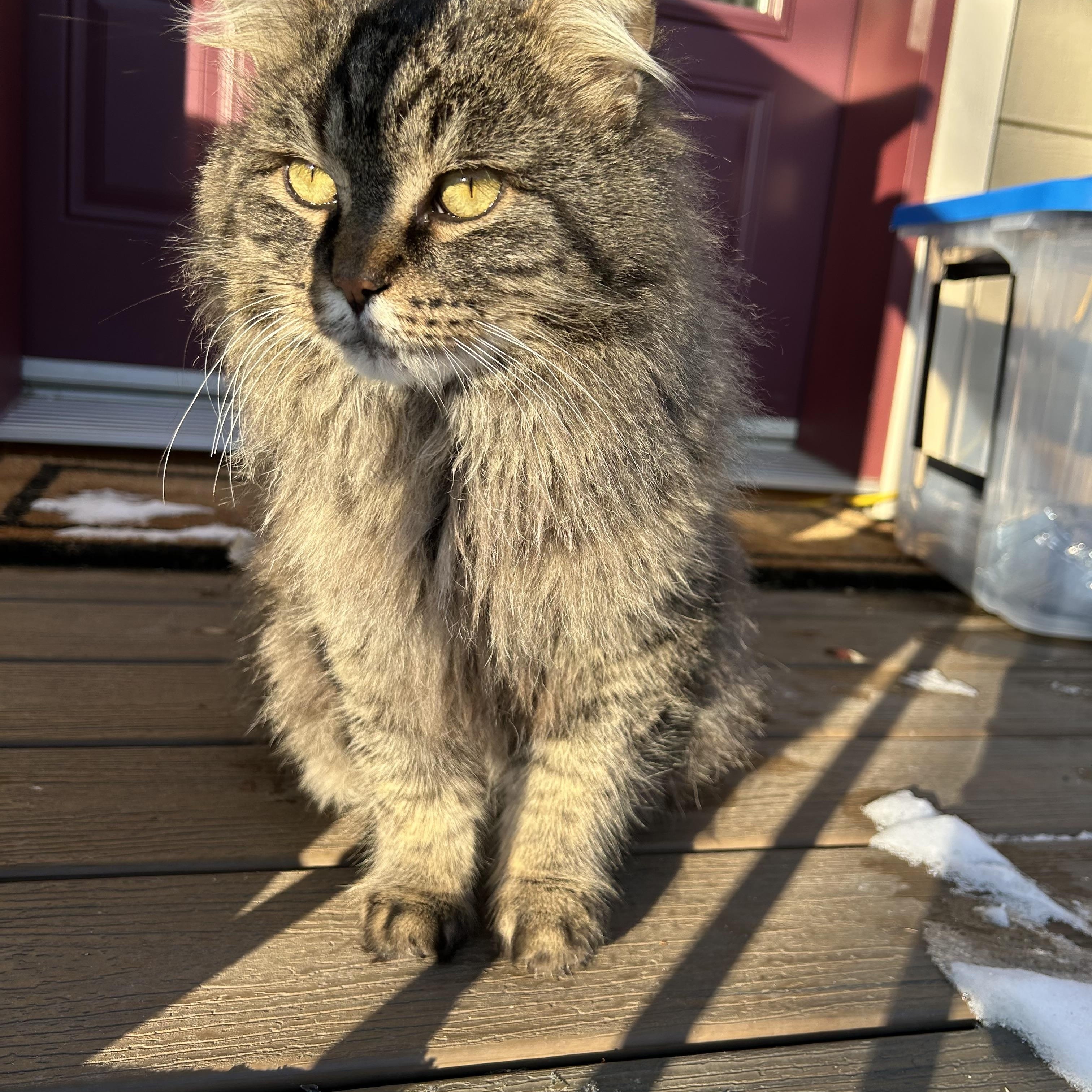 Enlarge Milo, an adopted Domestic Medium Hair in Ottawa, ON image 4/6
