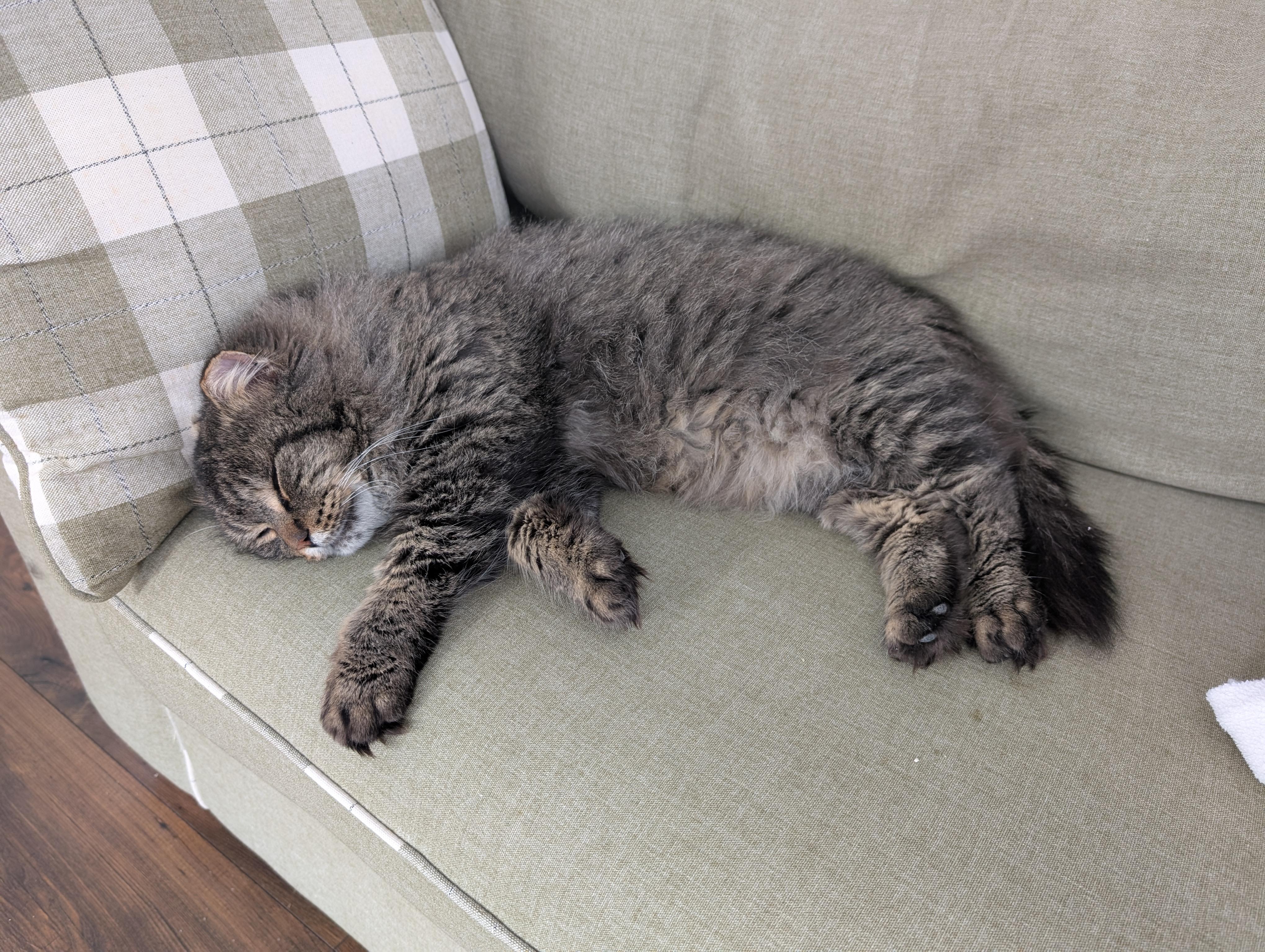 Enlarge Milo, an adopted Domestic Medium Hair in Ottawa, ON image 3/6