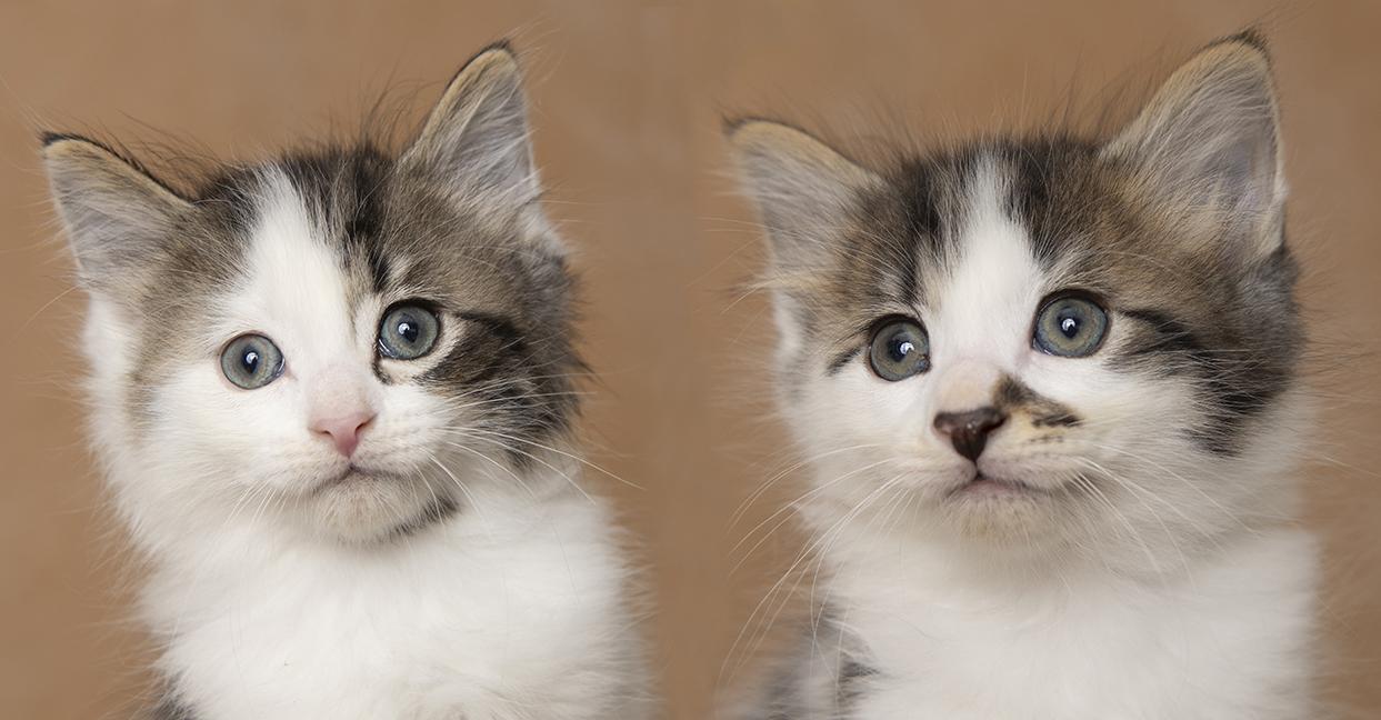 Robby and Whitaker, adopted, Kitten Male Domestic Medium Hair.