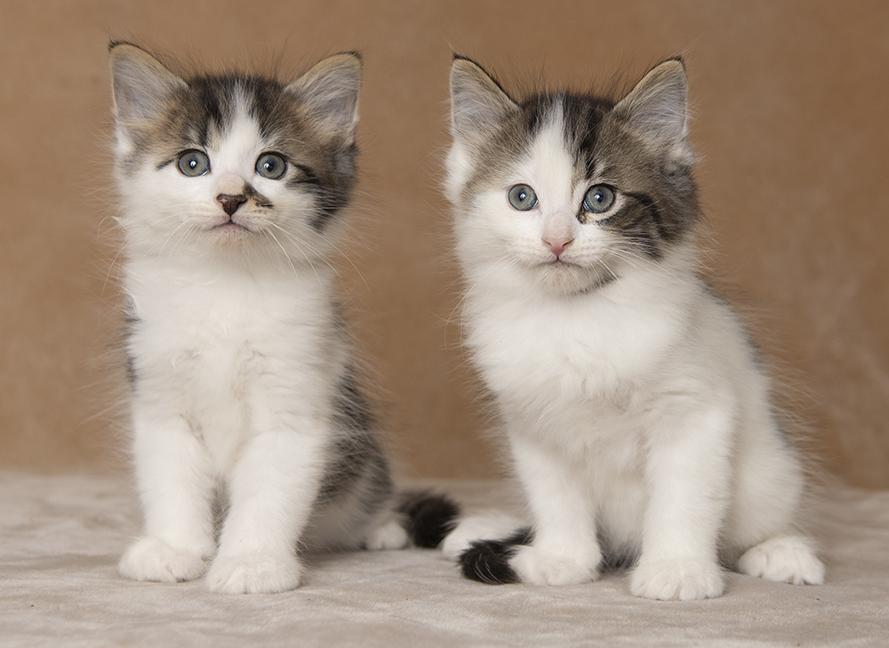 Robby and Whitaker, an adopted Domestic Medium Hair in Chicago, IL image 2/5