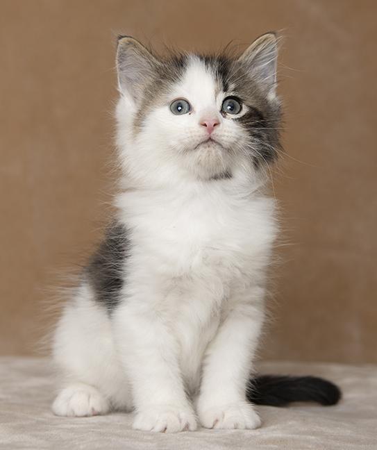 Robby and Whitaker, an adopted Domestic Medium Hair in Chicago, IL image 3/5