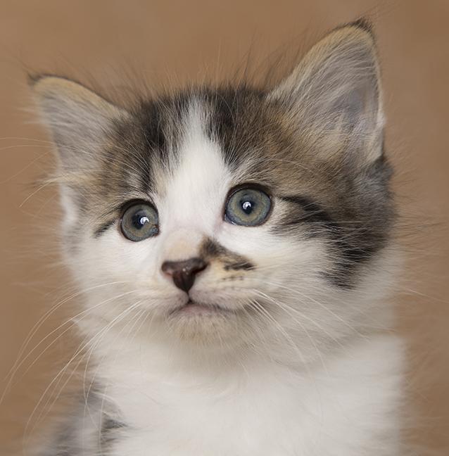 Robby and Whitaker, an adopted Domestic Medium Hair in Chicago, IL image 4/5