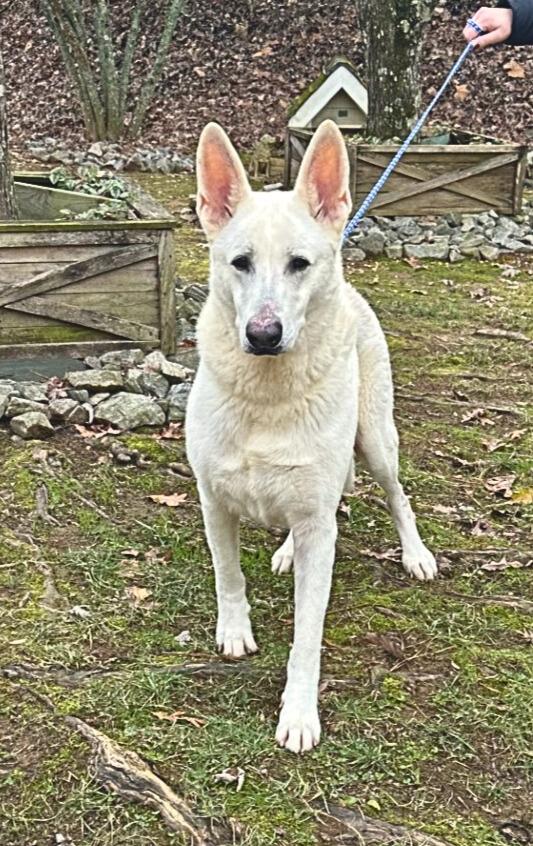 Enlarge Finn, a ADOPTABLE German Shepherd Dog in Dahlonega, GA image 1/1