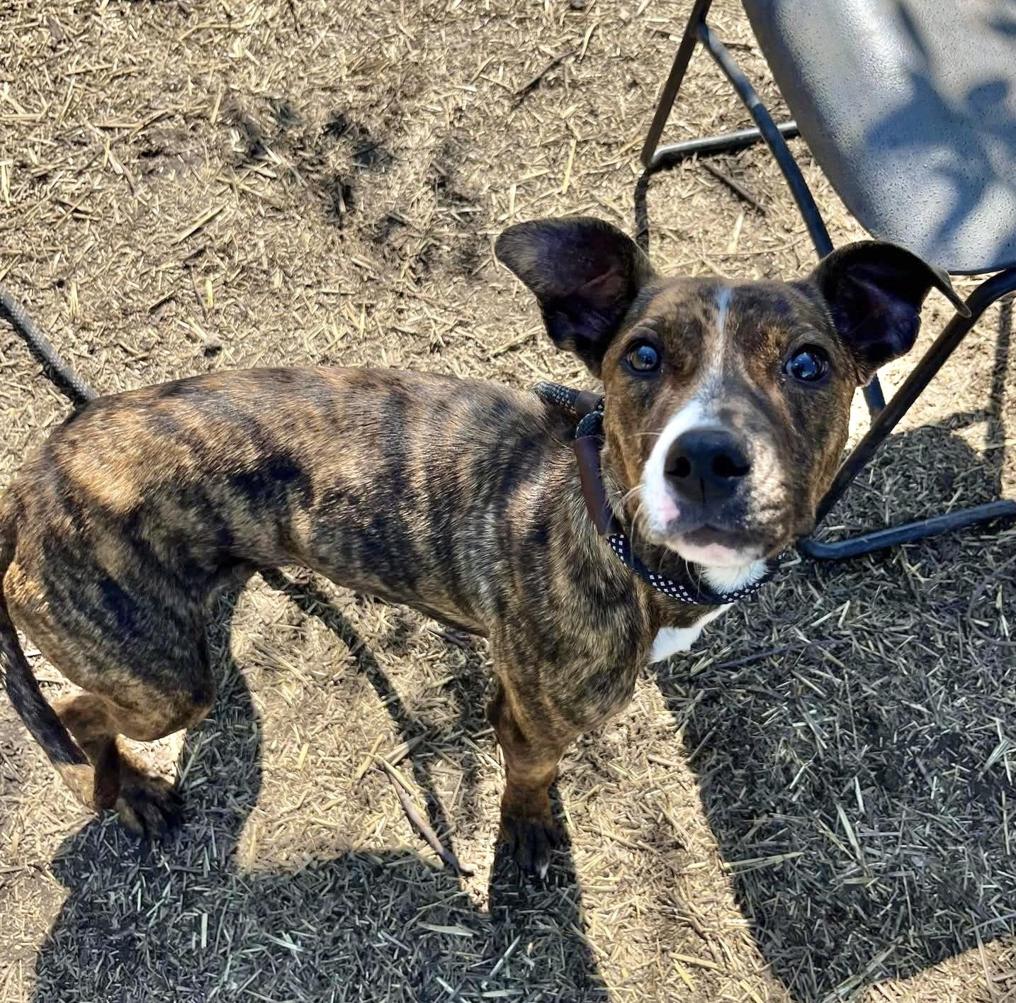 Cola, an adoptable Pit Bull Terrier in Chicago, IL image 4/5