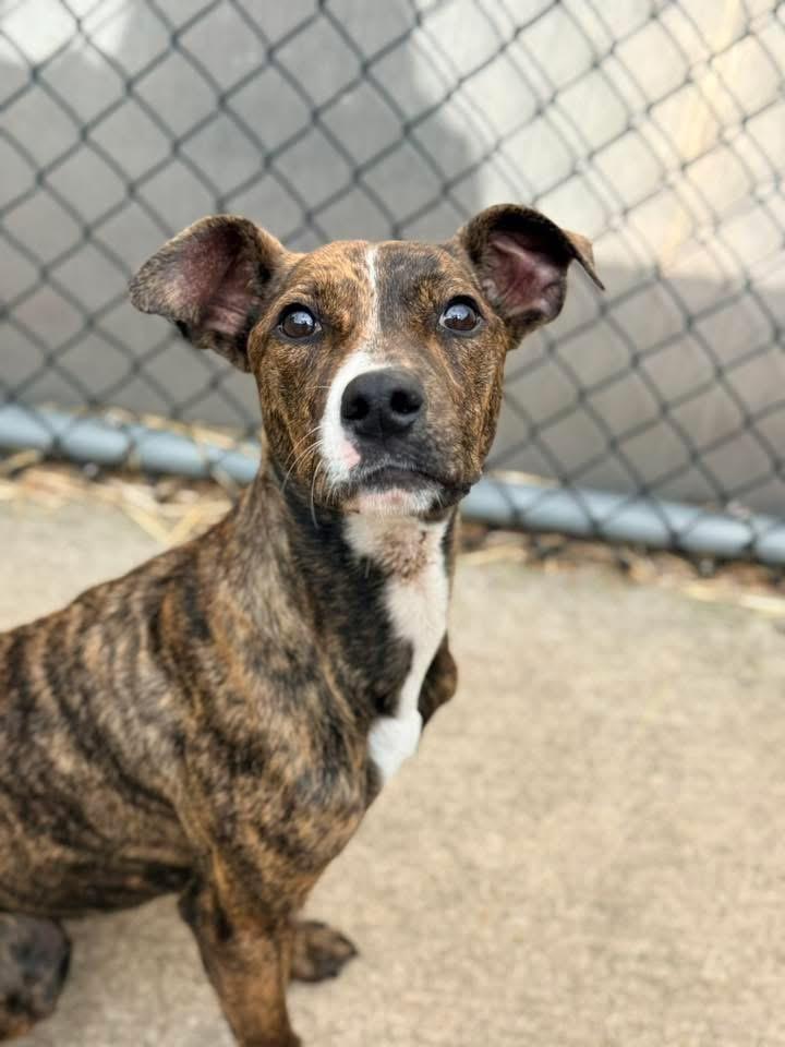 Cola, an adoptable Pit Bull Terrier in Chicago, IL image 3/5