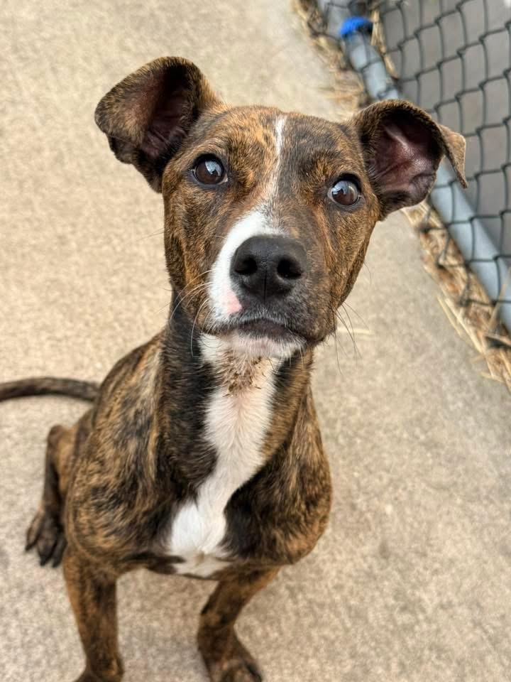 Cola, an adoptable Pit Bull Terrier in Chicago, IL image 2/5