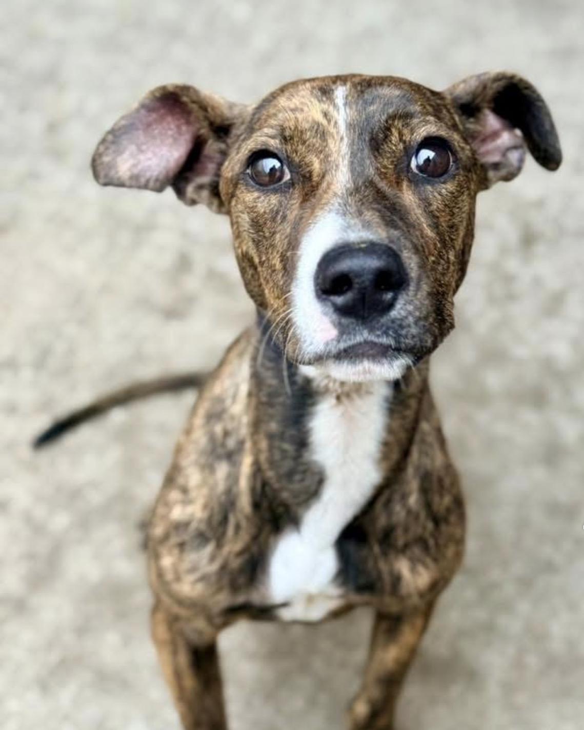 Cola, adoptable, Young Female Pit Bull Terrier.