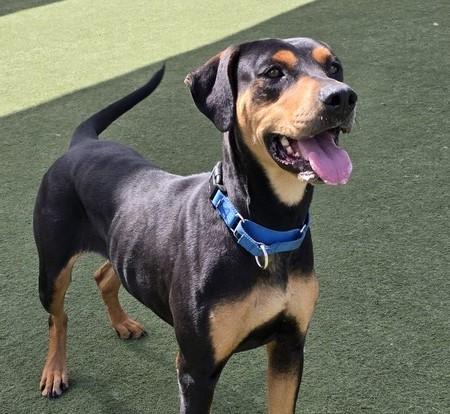 EILONY, Adoptable, Young Female Doberman Pinscher.