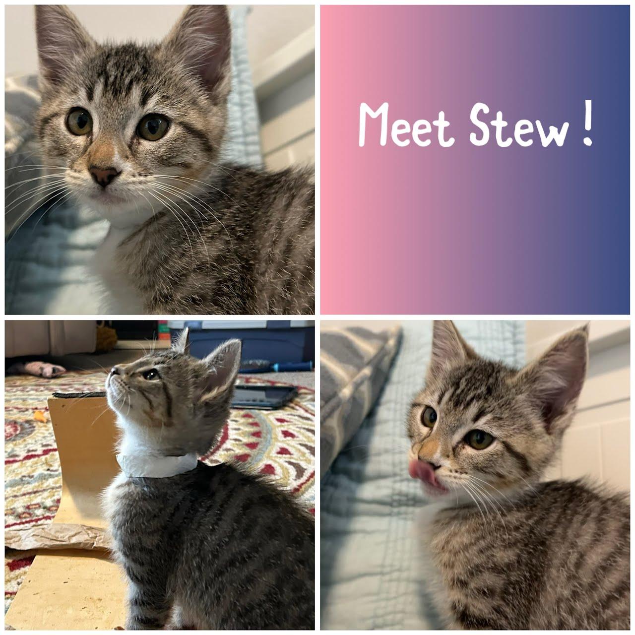Enlarge Stew, a Adoptable Domestic Short Hair in Newberg, OR image 1/1