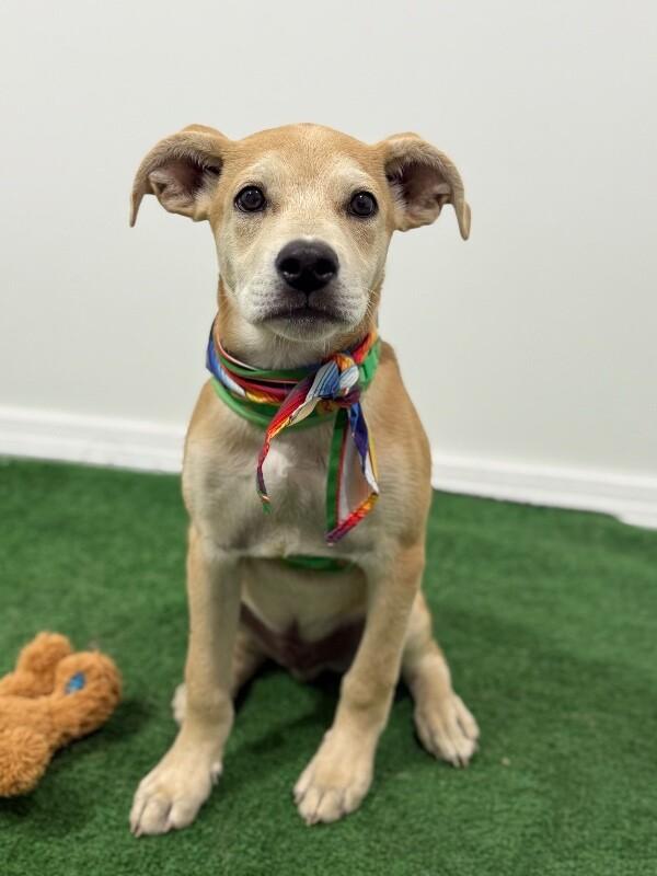 Gibby, an adoptable Puggle, Mixed Breed in Reno, NV, 89501 | Photo Image 1