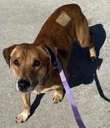 Norman, a Adoptable Dachshund in Denton, TX image 2/2