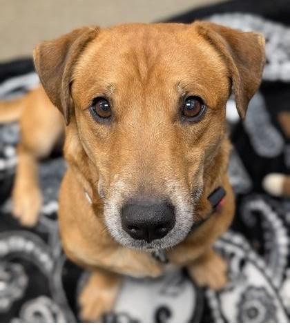 Norman, a Adoptable Dachshund in Denton, TX image 1/2