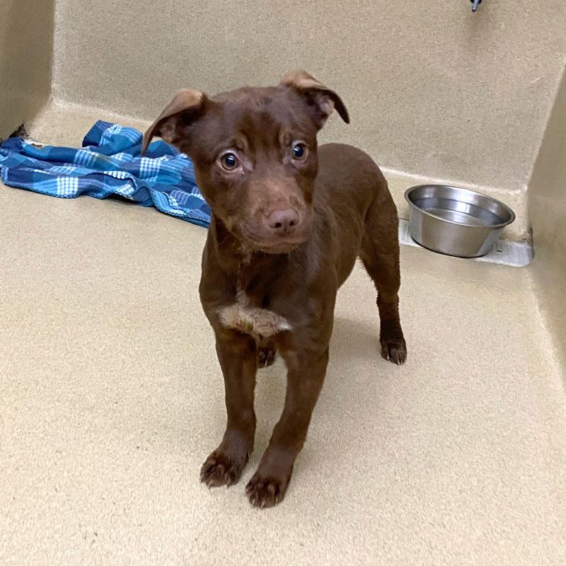 Peeka #22047, ADOPTABLE, Puppy Female Chocolate Labrador Retriever & Mixed Breed.