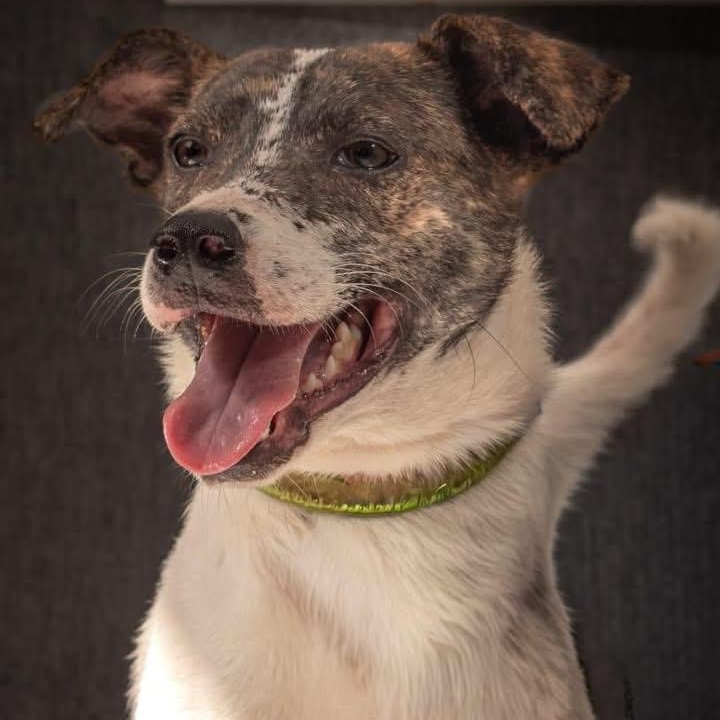 Enlarge Karo, a ADOPTABLE mixed breed in North Vancouver, BC image 3/3