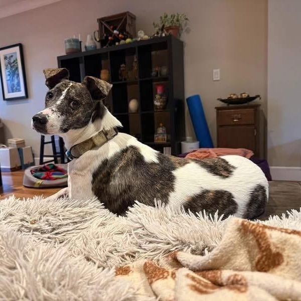 Enlarge Karo, a ADOPTABLE mixed breed in North Vancouver, BC image 2/6
