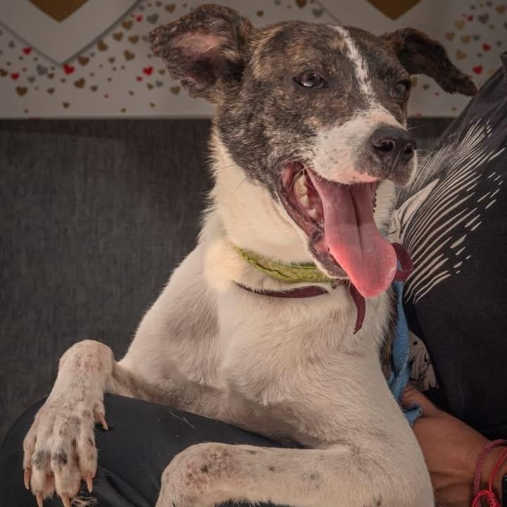 Karo, ADOPTABLE, Young Male Smooth Fox Terrier.