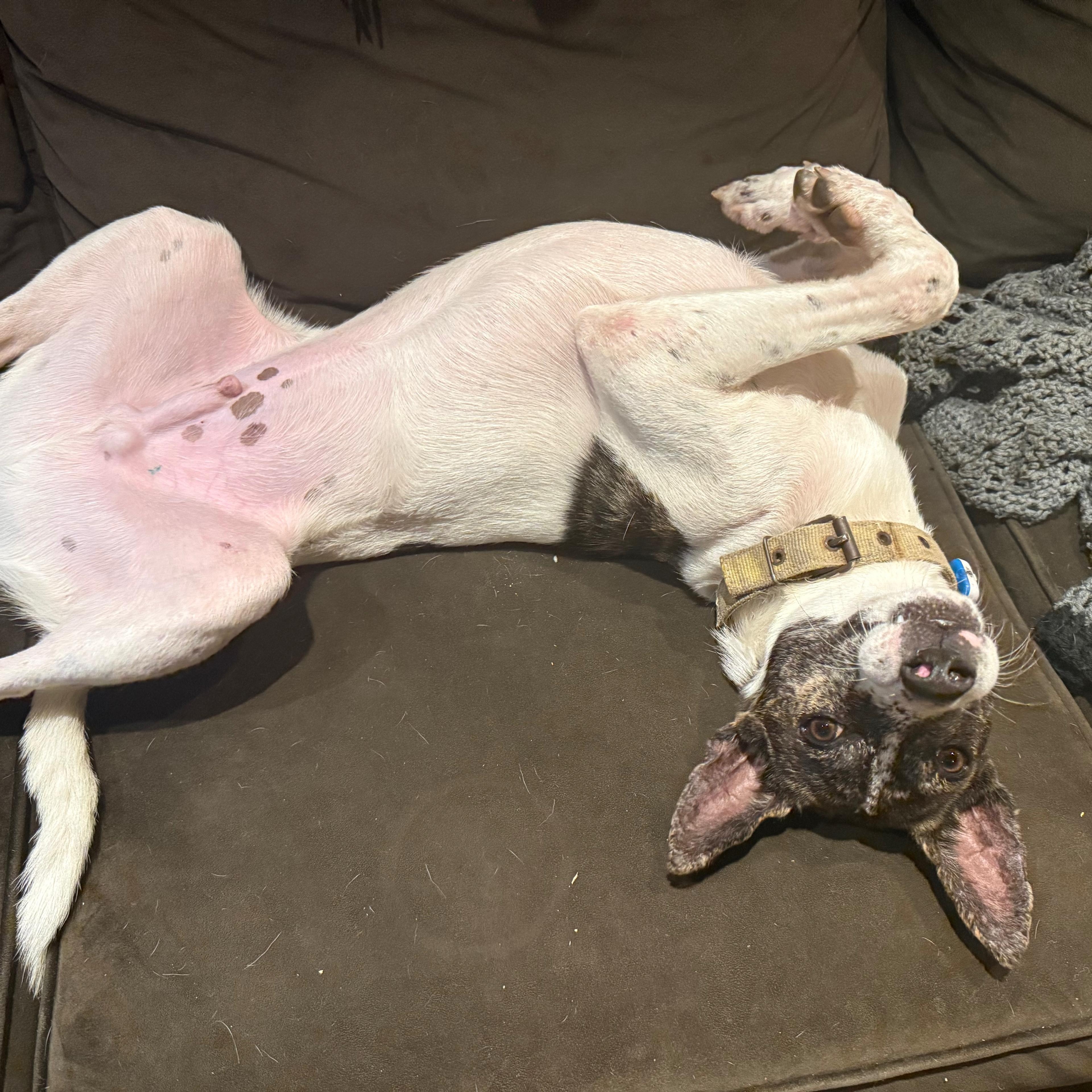 Enlarge Karo, a ADOPTABLE mixed breed in North Vancouver, BC image 6/6