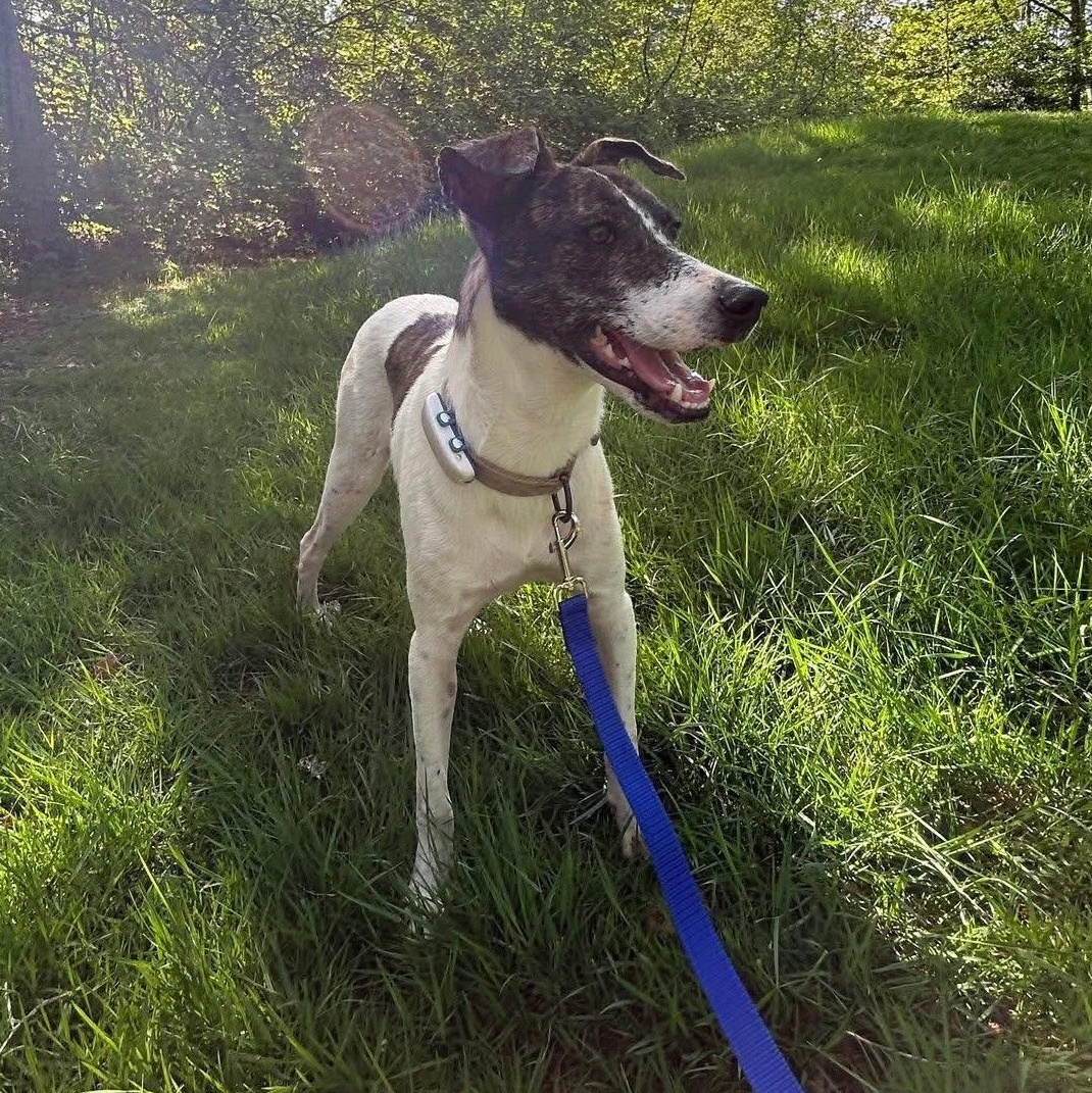 Enlarge Karo, a ADOPTABLE mixed breed in North Vancouver, BC image 5/6