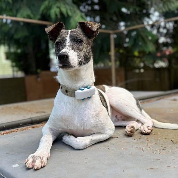 Karo, ADOPTABLE, Young Male Smooth Fox Terrier.