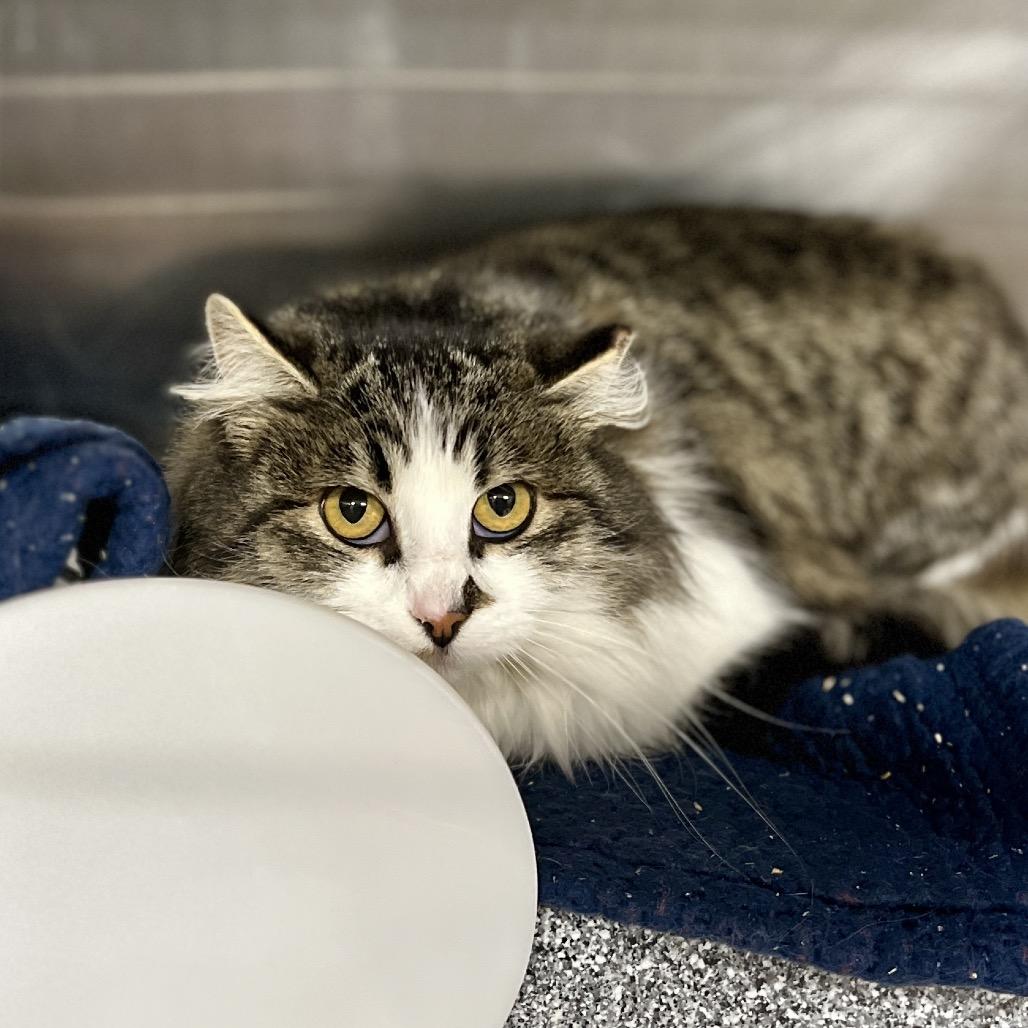 Enlarge Radish, a Adoptable Domestic Short Hair in Salt Lake City, UT image 1/1