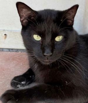 Licorice, Adoptable, Young Male Domestic Short Hair.