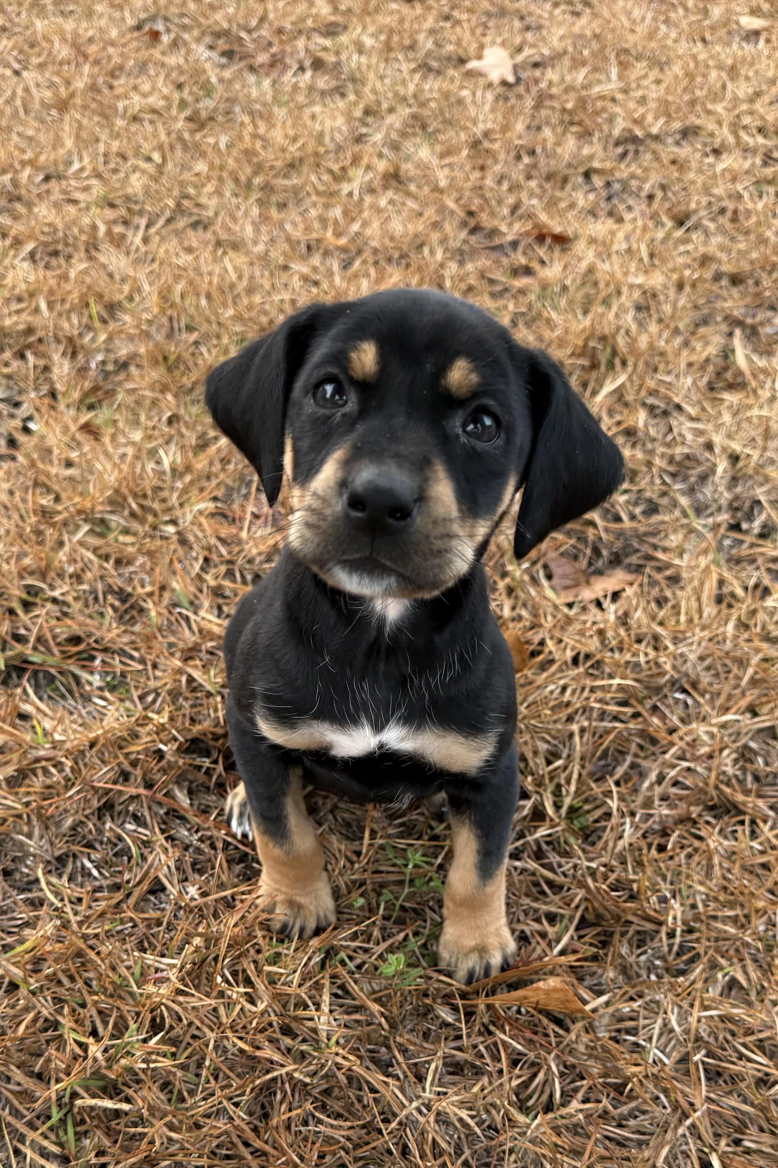 Enlarge Birdie, a Adopted mixed breed in Moncks Corner, SC image 1/6