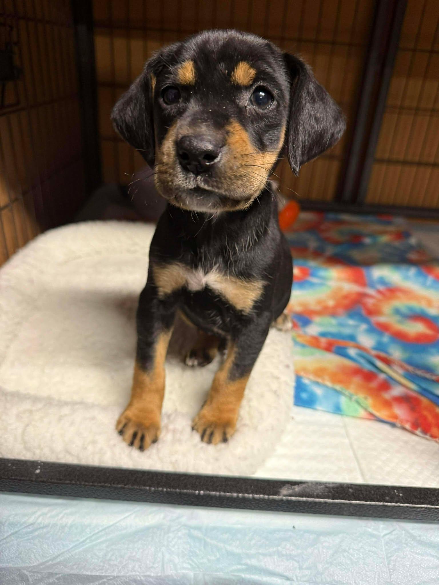 Enlarge Birdie, a Adopted mixed breed in Moncks Corner, SC image 3/6