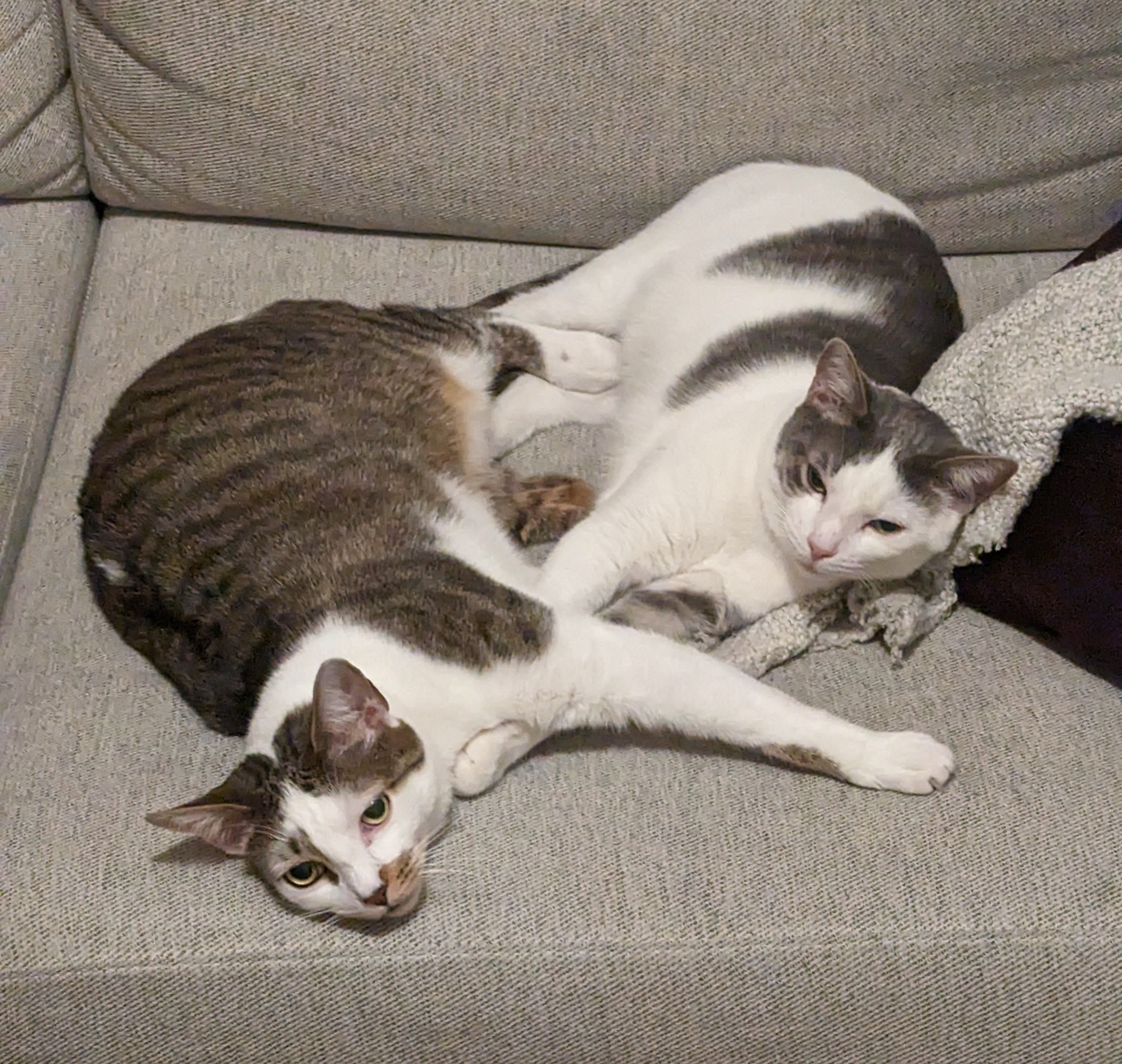 Mocha photo 3