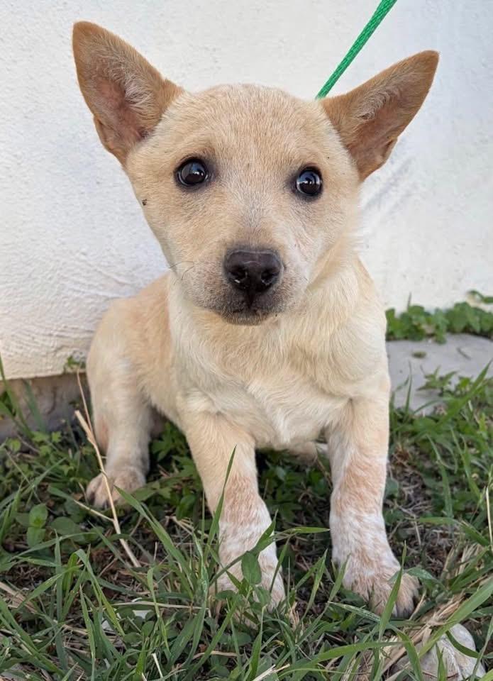 Pixie, ADOPTABLE, Young Female Mixed Breed.